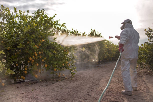 Best Ant Control Services  in Amelia Court House, VA