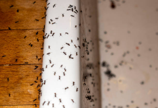 Best Commercial Pest Control Services  in Amelia Court House, VA