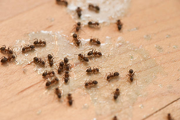 Best Residential Pest Control  in Amelia Court House, VA